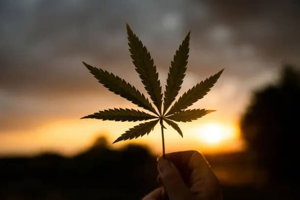 THC Image