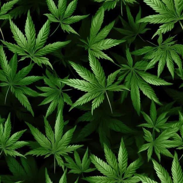CBD Image