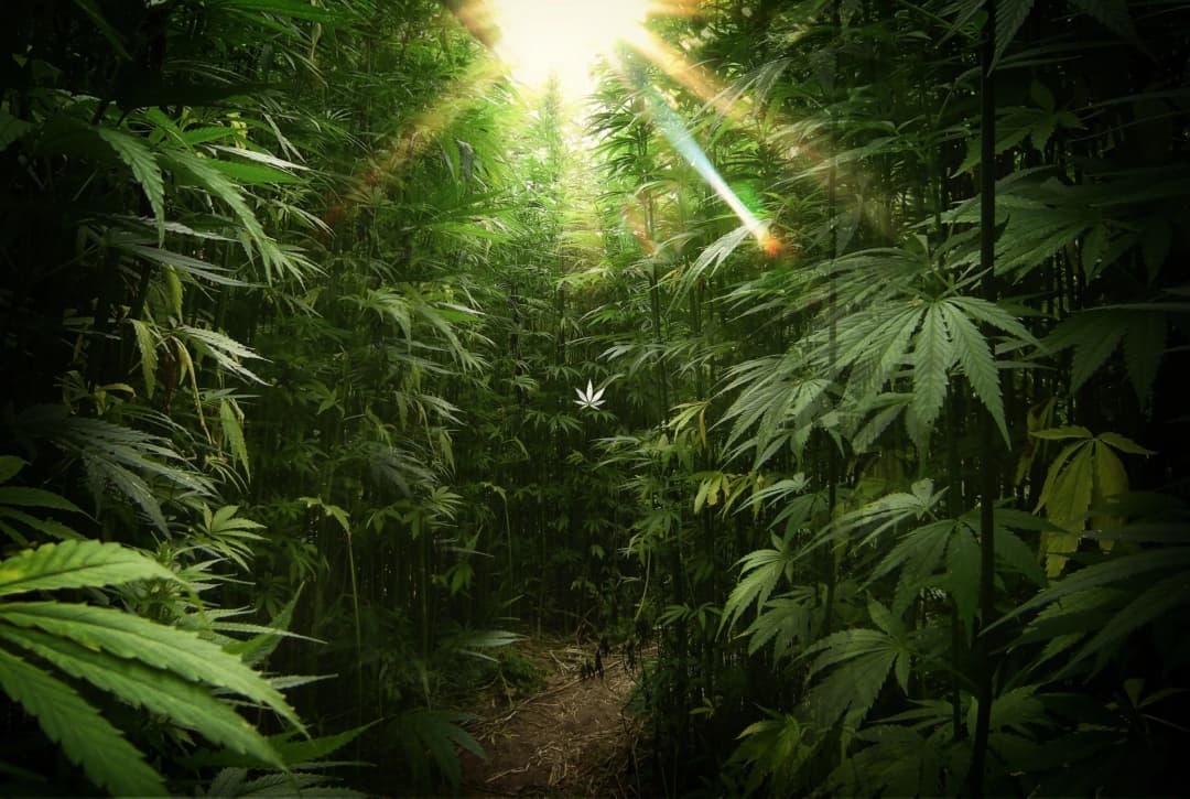 Cannabis Image