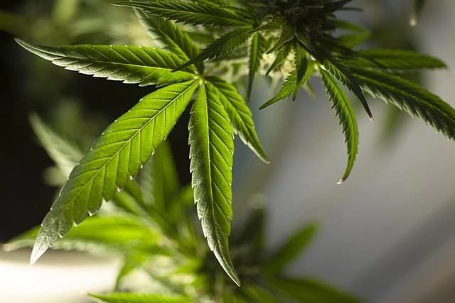 Cannabinoid Research