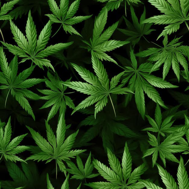 CBD Image